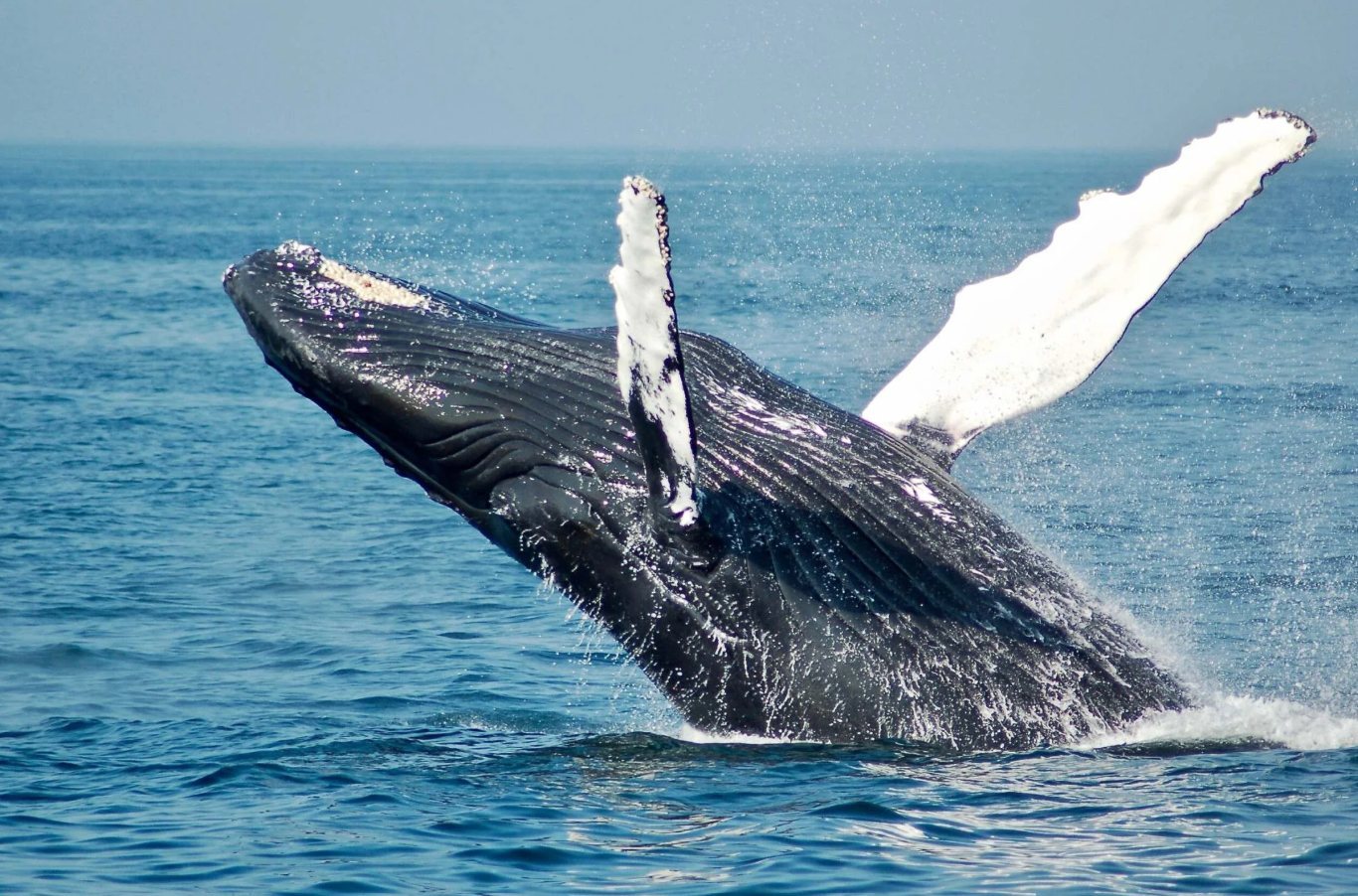 Quando ver baleias em Los Cabos: o calendário do Mar de Cortés
