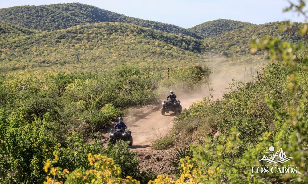 Deserto: camelo e quadriciclo