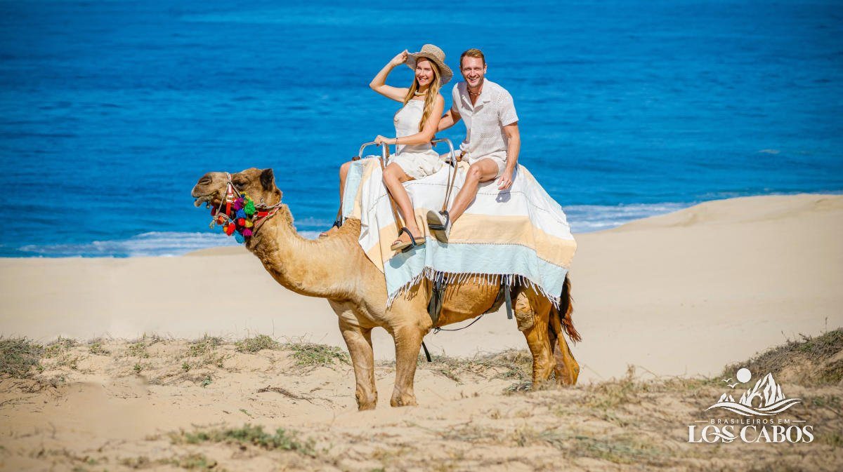 Camelo no santuário: deserto e mar